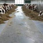 Melkstal vloeren En voergangen 
