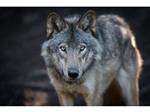Glasschilderij Wolf | 1048