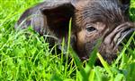 Nog 1 Prachtig Kune Kune Stamboek borgje te koop !