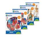 Anatomie modellen, complete set (4 modellen)