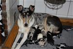 Te koop Schotse Herders Hond pups