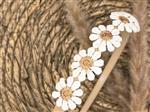 Diadeem - haarband - madeliefjes brons -bloemen - bloemetjes