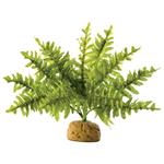 Boston Fern