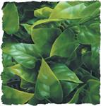 Natural Bush - Mexican Phyllo