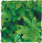 Natural Bush – Congo Ivy