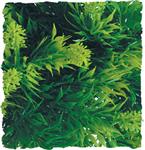 Natural Bush – Malaysian Fern
