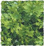 Natural Bush – Australian Maple