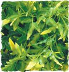 Natural Bush – Bolivian Croton