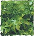 Natural Bush – Cannabis