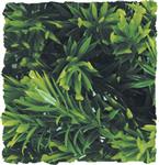 Natural Bush – Borneo Star