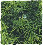 Natural Bush – Cashuarina
