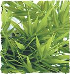Natural Bush – Madagascar Bamboo