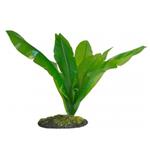 Natural Flora – Birds Nest Fern