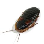 Dubia Kakkerlak