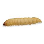 Wasmotlarven