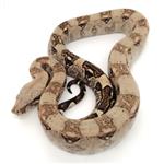 Boa constrictor