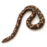 Keniaanse Zandboa