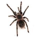 Grammostola pulchra