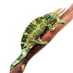 Driehoornkameleon Xantholophus