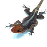 Oplurus grandidieri