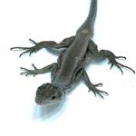 Oplurus fierinensis