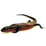 Vuurskink