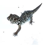 Wondergekko
