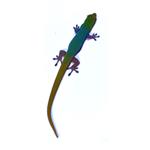 Lygodactylus conraui