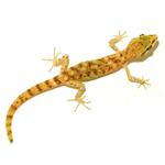 Tropiocolotes steudneri