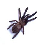 Lampropelma nigerrimum
