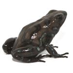 Dendrobates auratus 