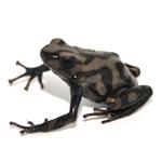 Dendrobates auratus 