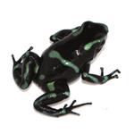 Dendrobates auratus 