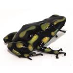 Dendrobates auratus 
