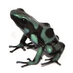 Dendrobates auratus 