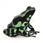 Dendrobates auratus 