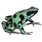 Dendrobates auratus 