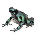 Dendrobates auratus 