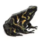 Dendrobates auratus 
