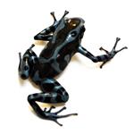Dendrobates auratus 