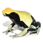 Dendrobates tinctorius 