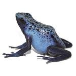Dendrobates tinctorius 