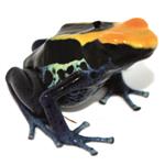 Dendrobates tinctorius 