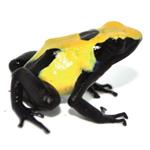 Dendrobates tinctorius 