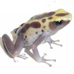 Dendrobates tinctorius 