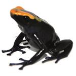 Dendrobates tinctorius 
