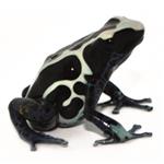 Dendrobates tinctorius 