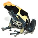 Dendrobates tinctorius 