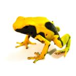 Dendrobates tinctorius 