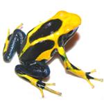 Dendrobates tinctorius 